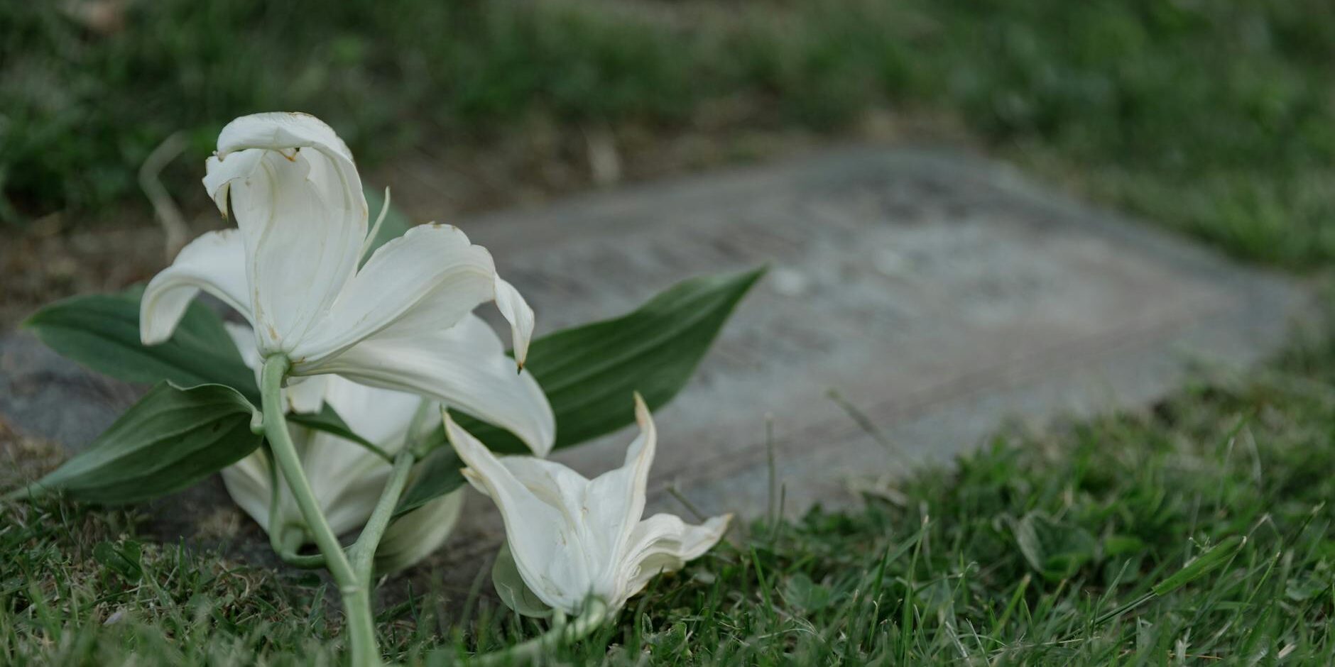 wp_auto_blogger_compassionate-funeral-choices_1733481361 Compassionate Funeral Choices